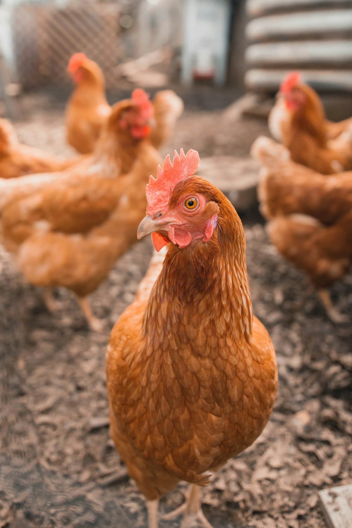 Carefully sourced chickens at a farm